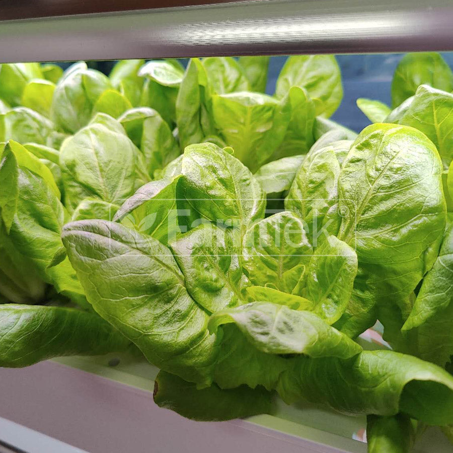 AB Fertilizers Hydroponic Nutrients HydroGrow High Concentration 1L + 1L (Makes 400 Ltr)