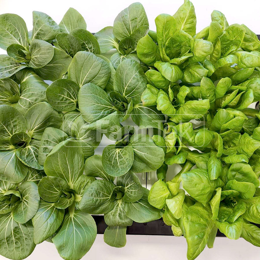 AB Fertilizers Hydroponic Nutrients HydroGrow High Concentration 1L + 1L (Makes 400 Ltr)