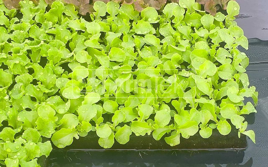 Farmtek AquaCube Seedling Plug 25x25x35mm Germination Starter Cubes (38,400 cubes/16 Boxes/Pallet @ $0.036/cube)