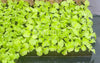 Farmtek AquaCube Seedling Plug 36x36x40mm Germination Starter Cubes (15,680 cubes/16 Boxes/Pallet @ $0.078/cube)
