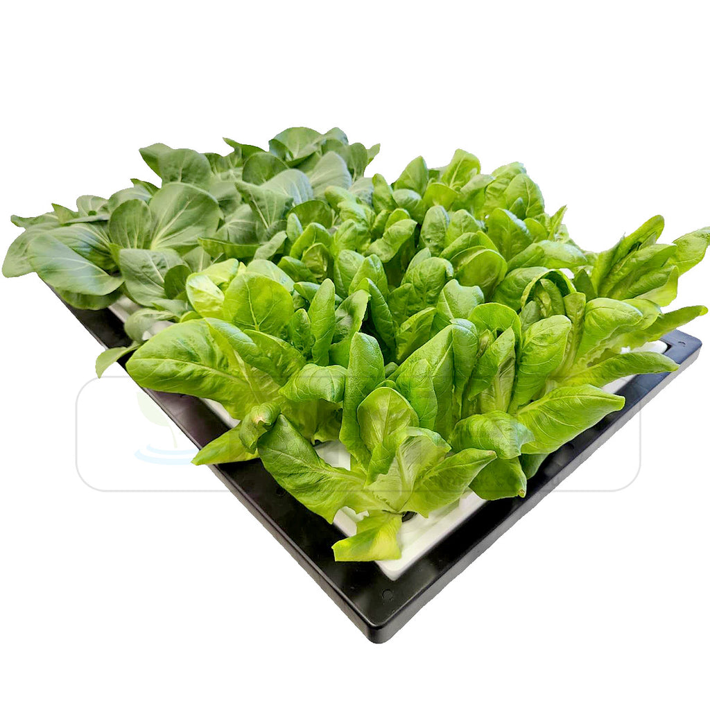 Farmtek Hydroponic DWC Tray Scalable To Multiple Trays System (DWC-24)