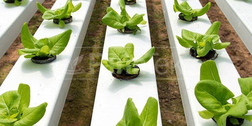 School Hydroponic Project Package - NFT System