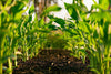 Farmtek NPK Fertilizer 13-7-40 Trace Elements Commercial Grade 100% Soluble (Fruiting Fertilizer) 4.5kg