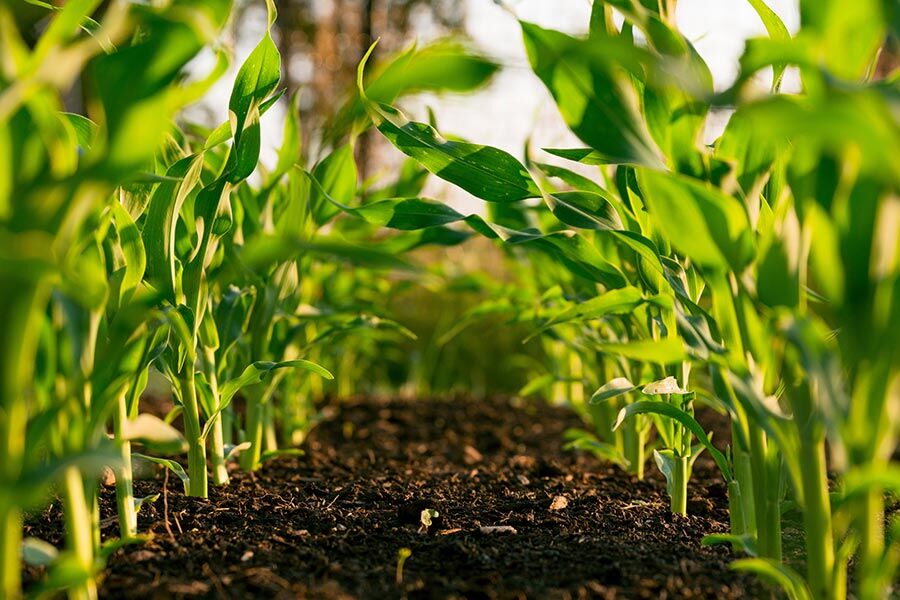Farmtek NPK Fertilizer 13-7-40 Trace Elements Commercial Grade 100% Soluble (Fruiting Fertilizer) 4.5kg