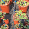 Drip Arrow 1-IN-4-OUT Drip Irrigation (5 Sets)