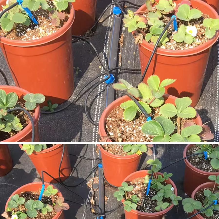 Drip Arrow 1-IN-4-OUT Drip Irrigation (5 Sets)