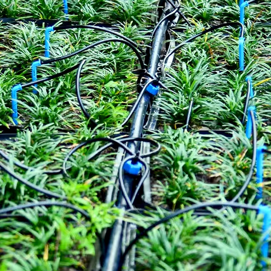 Drip Arrow 1-IN-2-OUT Drip Irrigation (5 Sets)