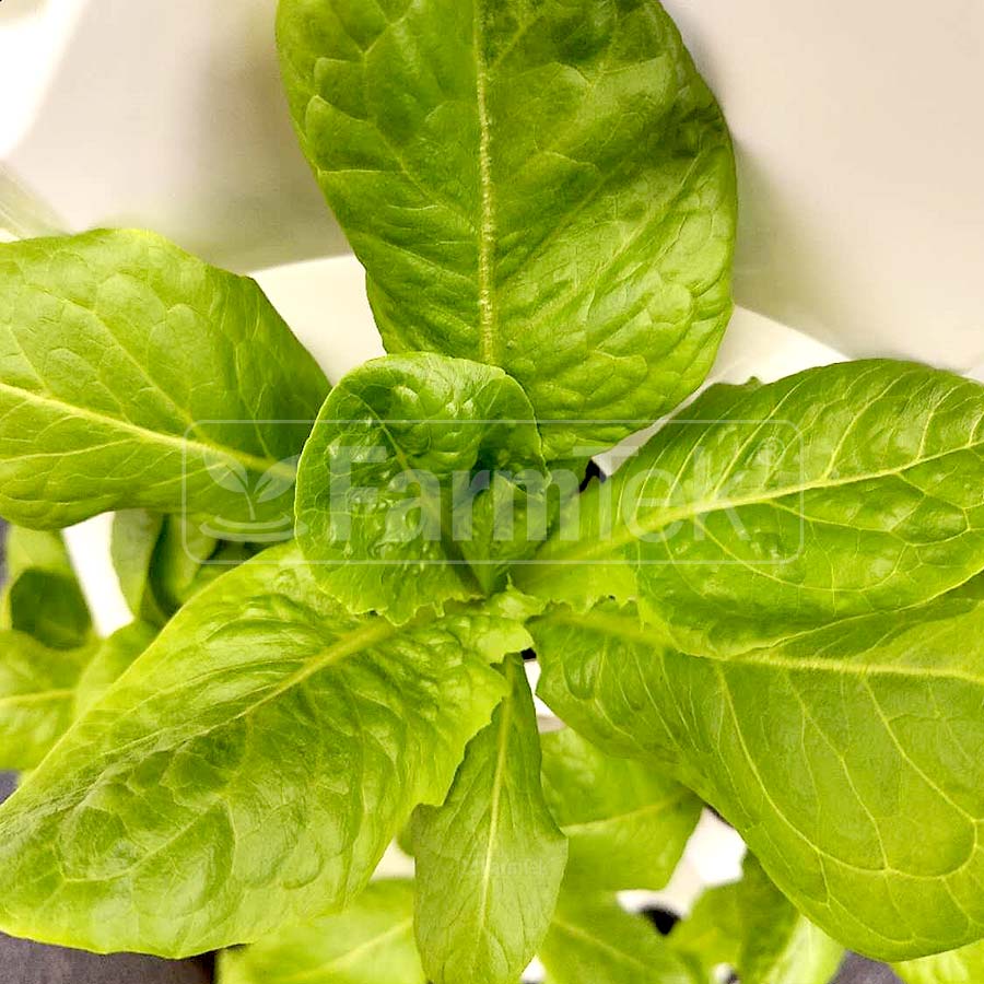 AB Fertilizers Hydroponic Nutrients HydroGrow High Concentration 1L + 1L (Makes 400 Ltr)