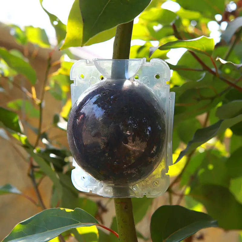 10x Tree Branch Rooting Propagation Box Cutting Grafting Rooting Box (M)