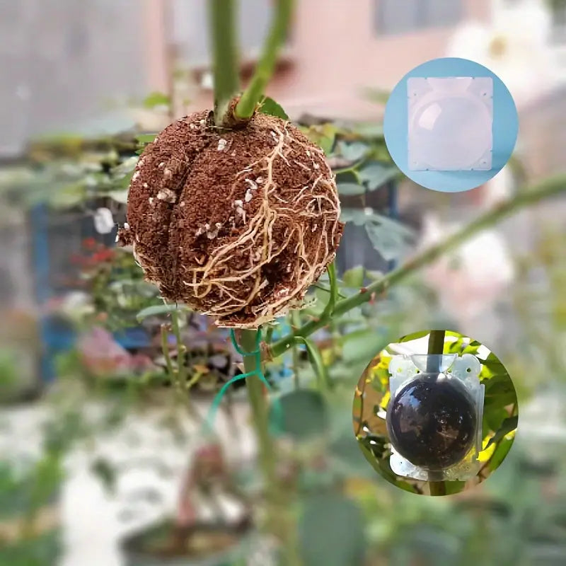 10x Tree Branch Rooting Propagation Box Cutting Grafting Rooting Box (L)