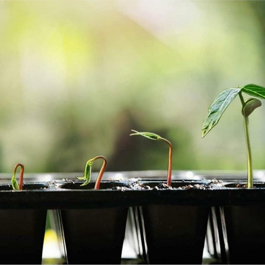 50 Cells Nursery Seedling Tray Propagation Tray (3 Trays)