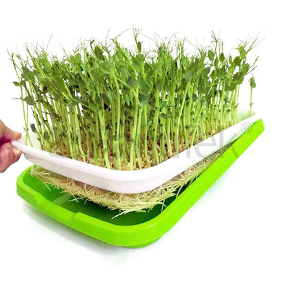 Microgreens Production Kit Set With Mesh Tray & Lid (Green)