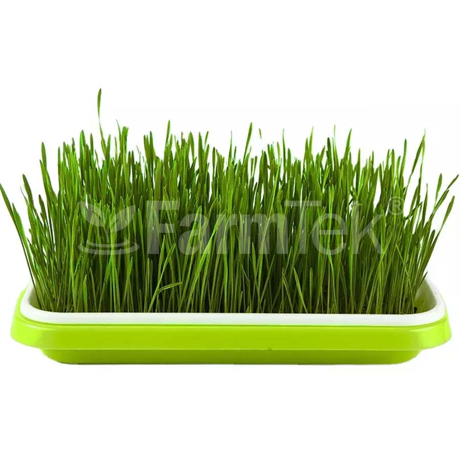 Microgreens Production Kit Set With Mesh Tray & Lid (Green)