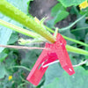 Tomato Pegs Cucumber Climbing Plants 20mm (24x)