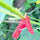 Tomato Pegs Cucumber Climbing Plants 20mm (24x)