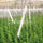 Tomato Hooks (6x) Support String 10m Cucumber Greenhouse Garden Trellis