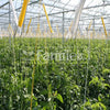 Tomato Hooks (6x) Support String 10m Cucumber Greenhouse Garden Trellis