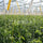 Tomato Hooks (6x) Support String 10m Cucumber Greenhouse Garden Trellis