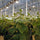 Tomato Hooks (6x) Support String 10m Cucumber Greenhouse Garden Trellis