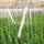 Tomato Hooks (6x) Support String 10m Greenhouse Garden Trellis